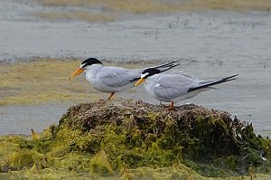 Tern, Least, 2016-06288609 Parker River NWR, MA